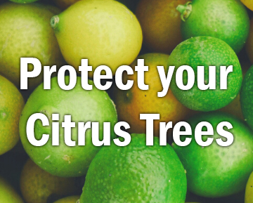 protect citrus trees